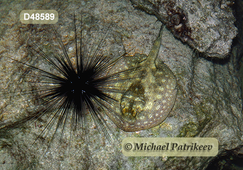 Yellow Stingray (Urobatis jamaicensis)